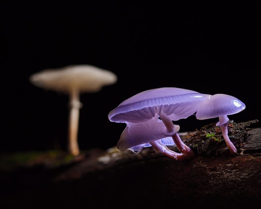 Skogens hemligheter under mossan - Bild.