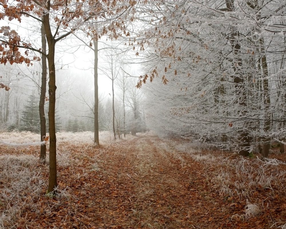 Njut av naturens lugn med skogsvandring - Bild.