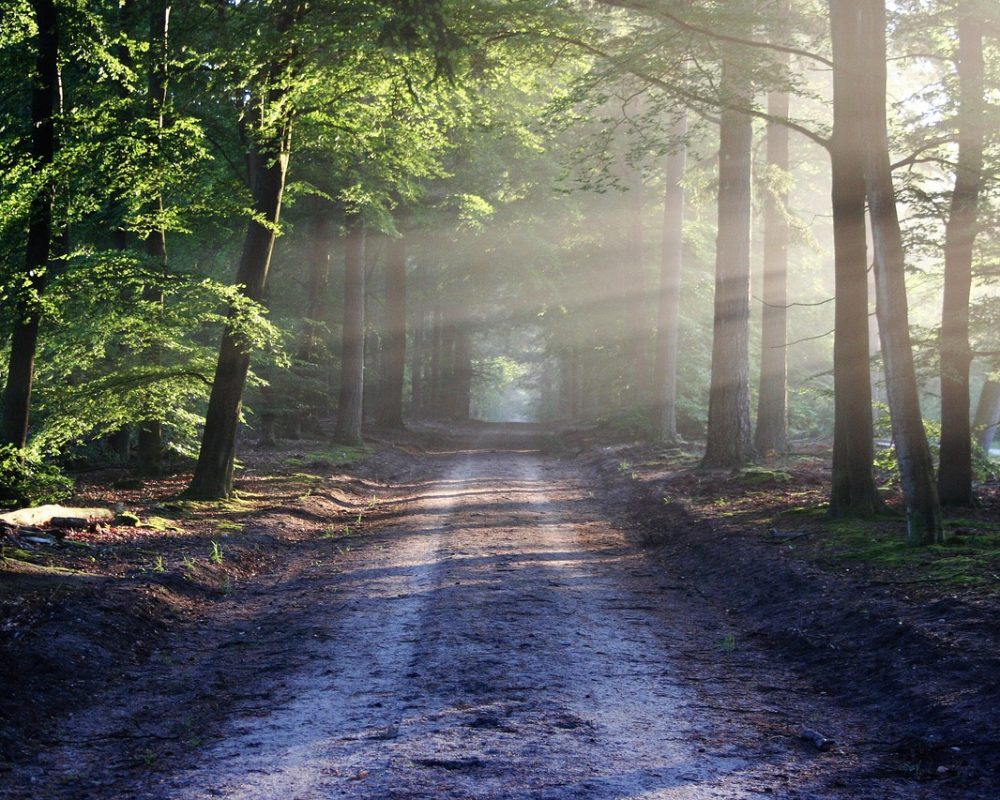 Träning i naturen och dess fantastiska effekter - Bild.