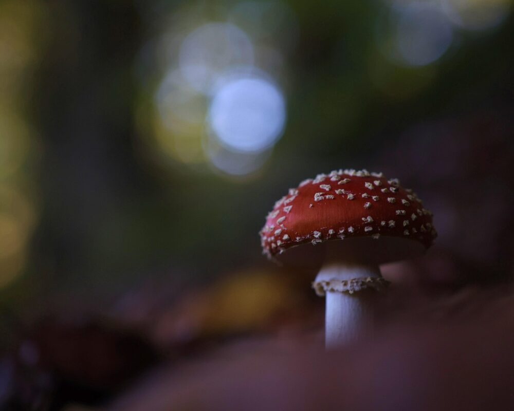 Den naturliga träningsformen som väntar på att upptäckas - Bild.