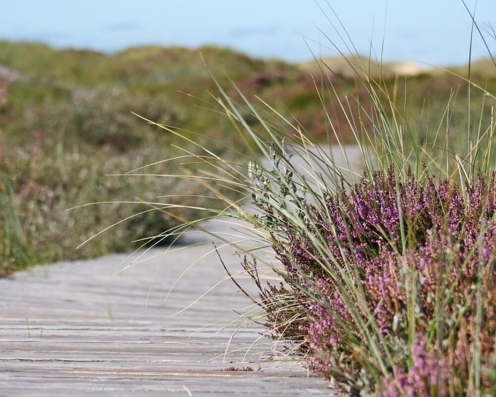 Utforska naturen på fjällens stigar - Bild.