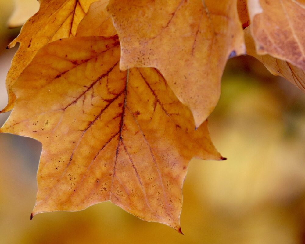 Naturens höstpalette lockar till äventyr - Bild.