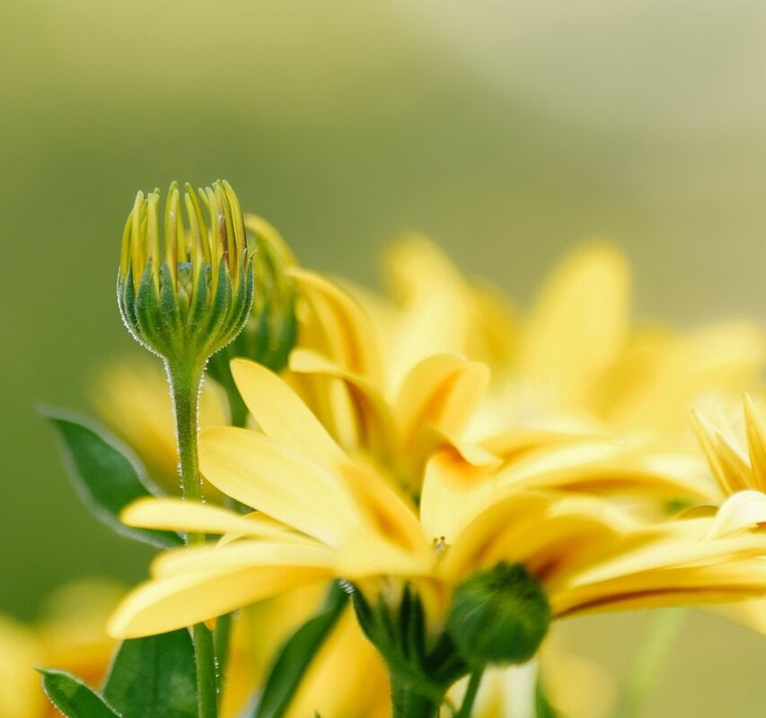 Skogens hemliga värld och dess inverkan på oss - Bild.