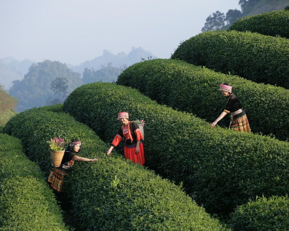 En natt i naturens famn med tältet som enda skydd - Bild.