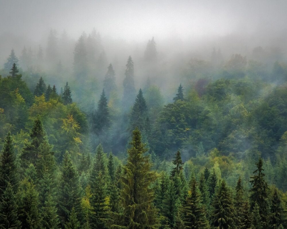 Naturskogens dolda skatter och äventyr - Bild.