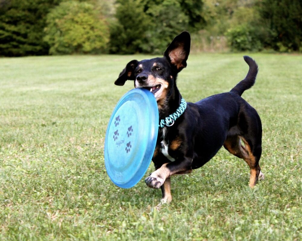 Frisbeegolfens enkla charm och dynamiska upplevelser - Bild.