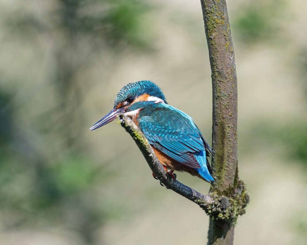 Friluftsliv i hjärtat av staden - Bild.