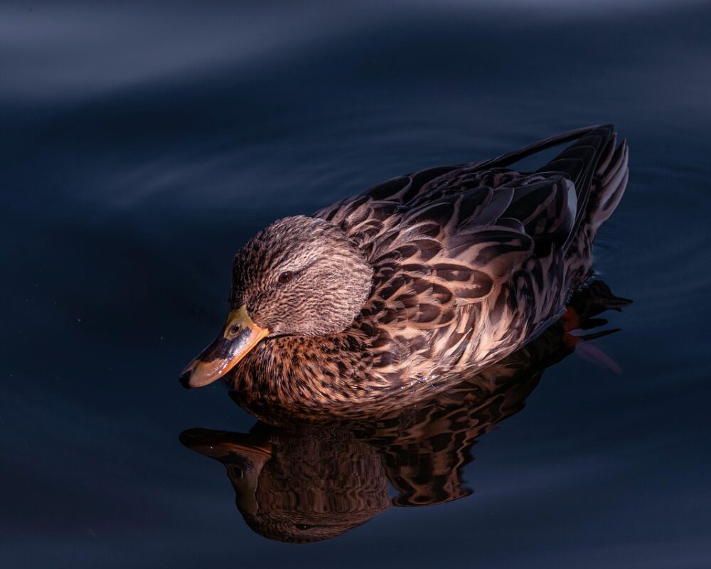 Rubrik saknas - Bild.