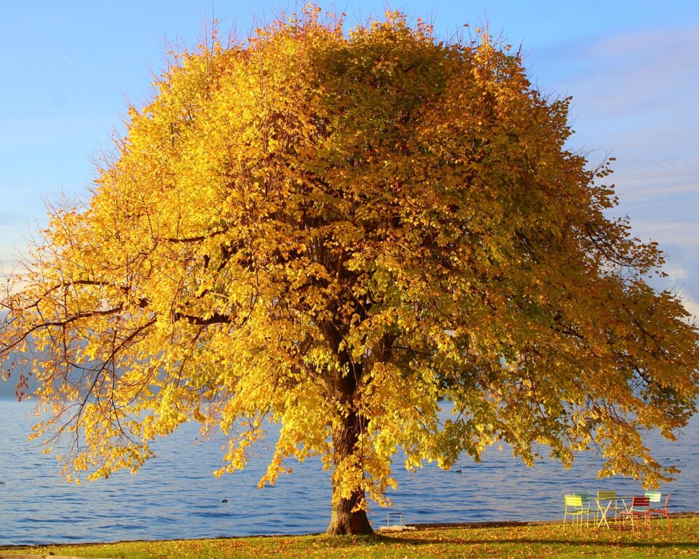 Omvälvande hälsobringande effekter av naturen och uteliv - Bild.