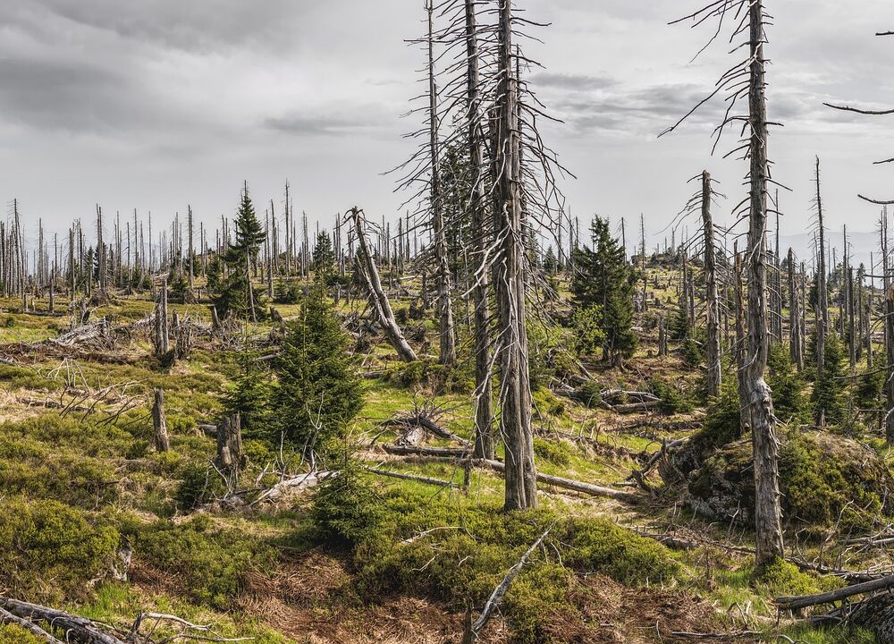 Äta från skogen - Bild.