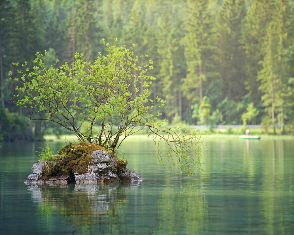 Upptäck den hemliga världen i våra skogar - Bild.