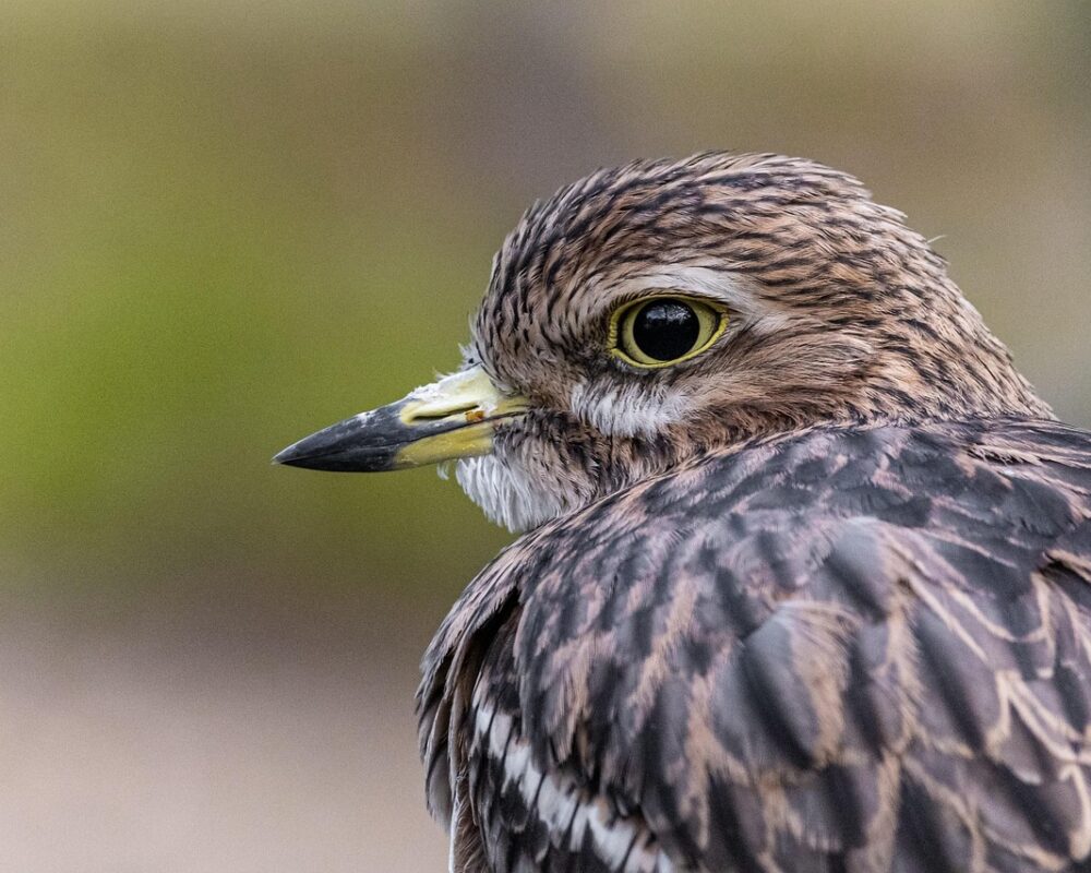 Därför är fågelskådning en hobby för alla - Bild.