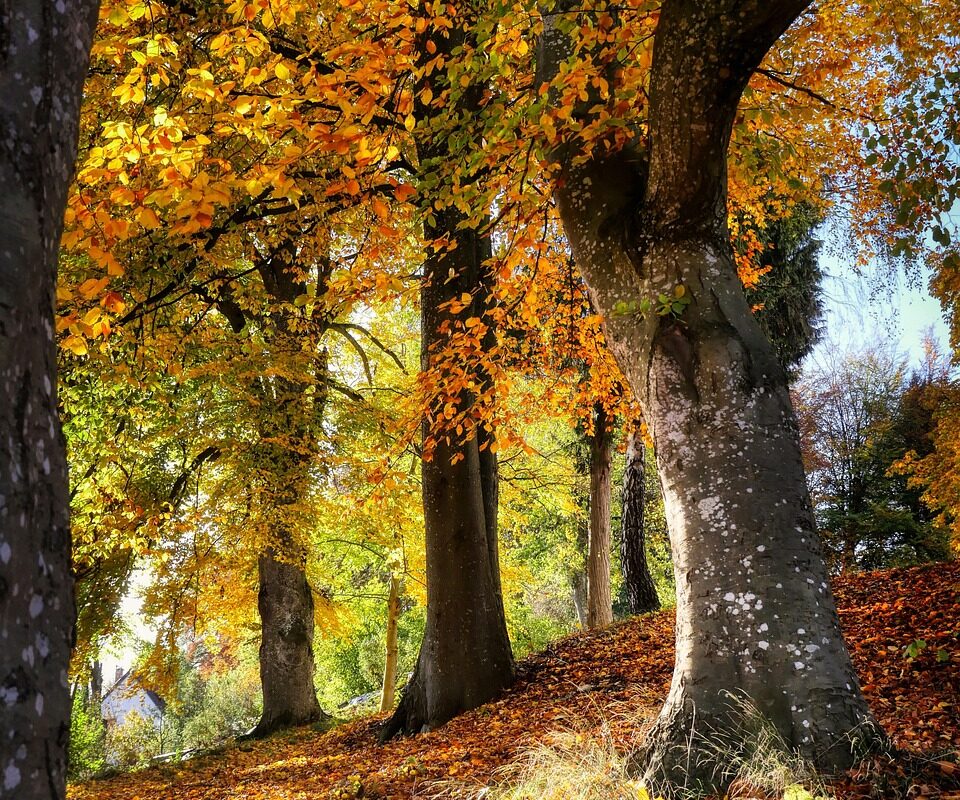 De oväntade fördelarna med att spendera tid i skogen - Bild.