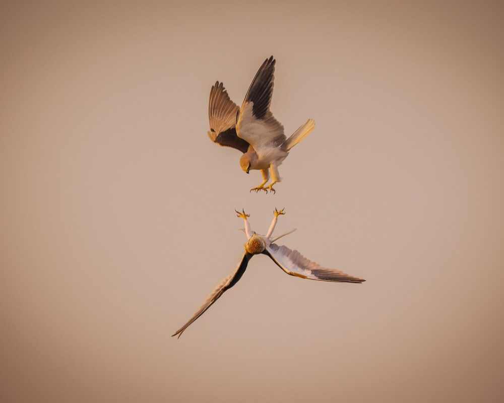 En naturnära hobby: Upptäck fågelskådning - Bild.
